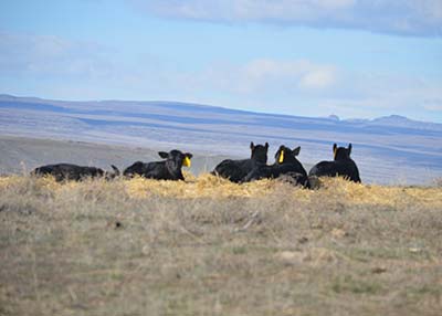 Baby blacks basking in the sun at Spring Cove Ranch