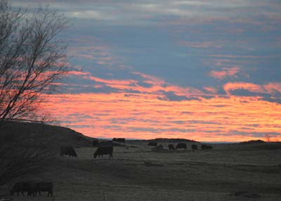 Sunset in the calving pasture at Spring Cove Ranch