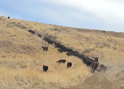 Trailing cows home from summer pasture