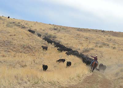 Spring Cove Ranch